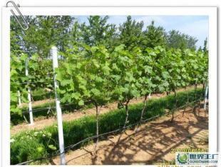 優(yōu)質(zhì)葡萄酒OEM加工-煙臺大型葡萄種植、釀造基地-浩源_食品、飲料_世界工廠網(wǎng)中國產(chǎn)品信息庫